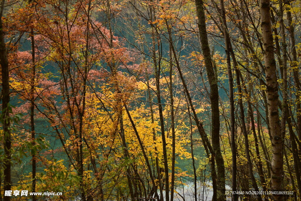 秋日山林斑斓景色