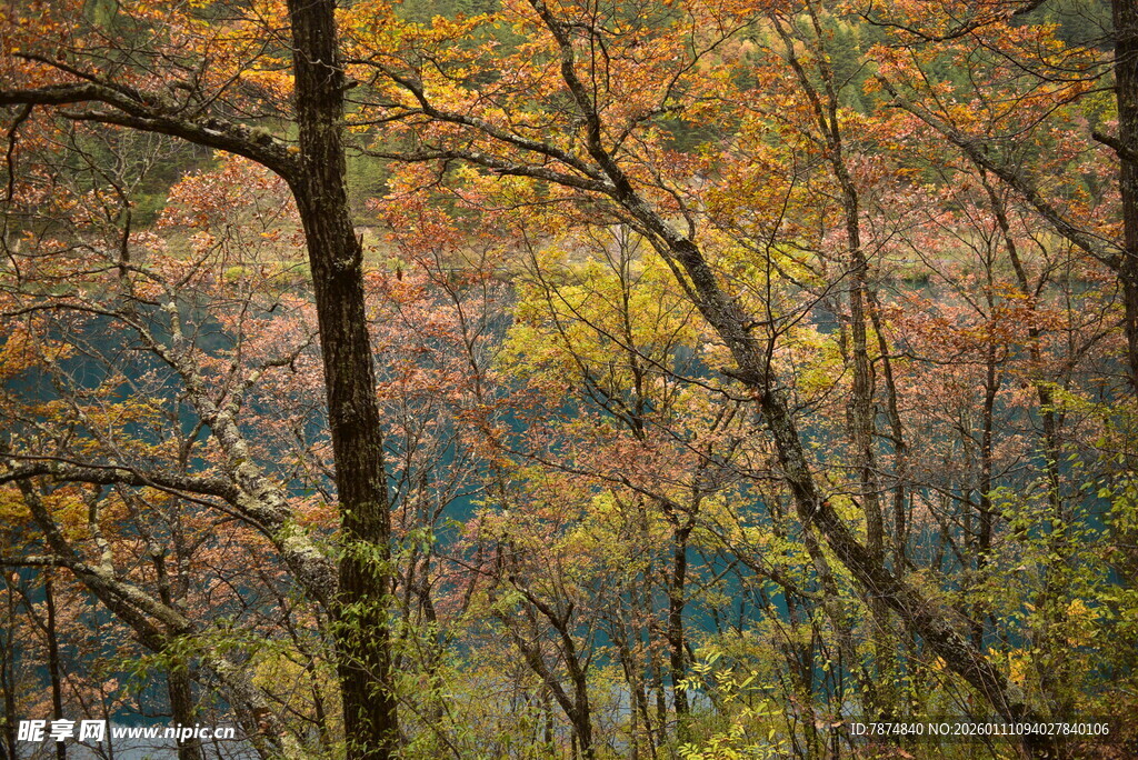 秋日斑斓树林美景