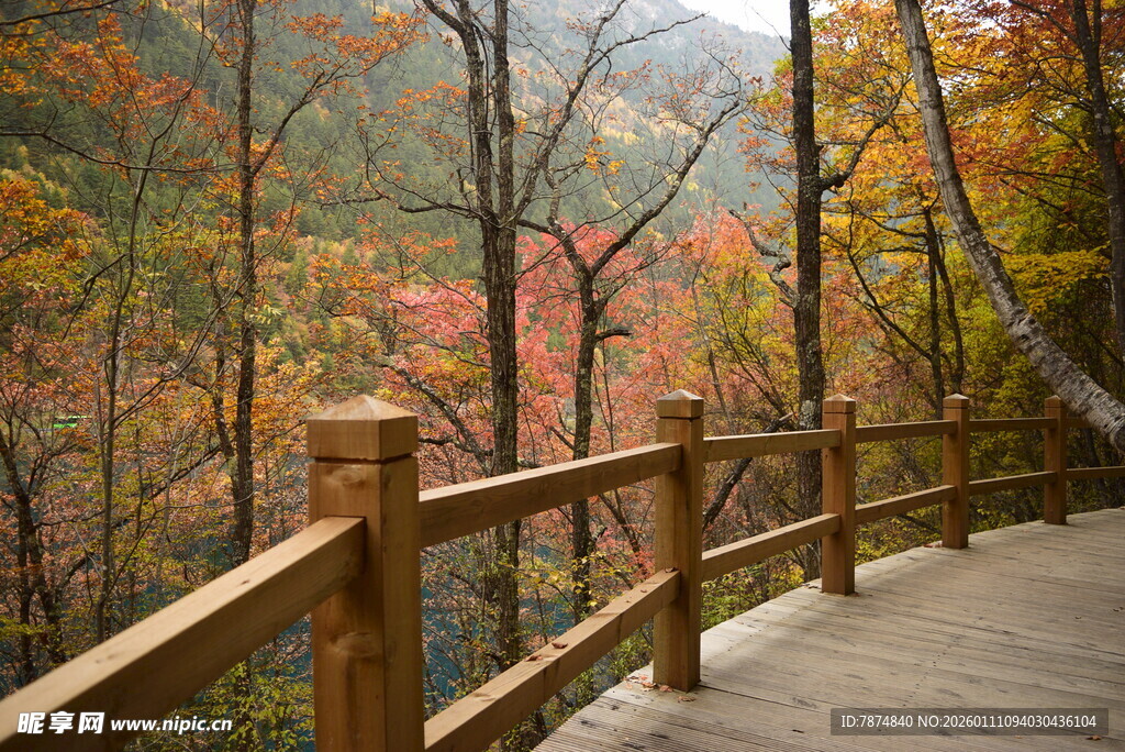 秋日林间木栈道美景