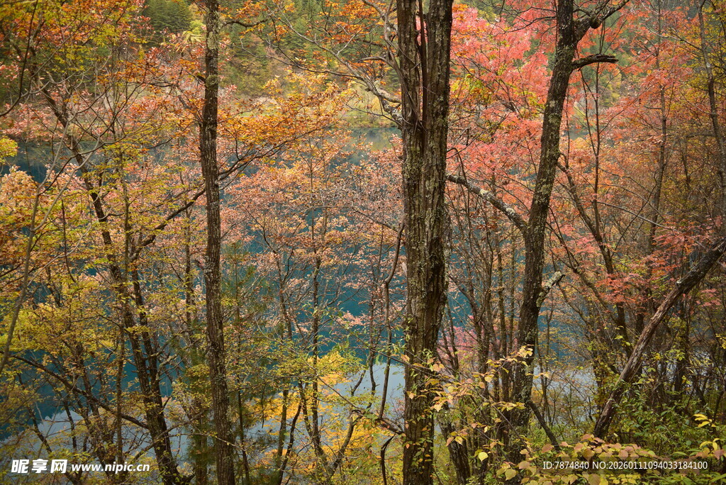 秋日枫林湖畔美景