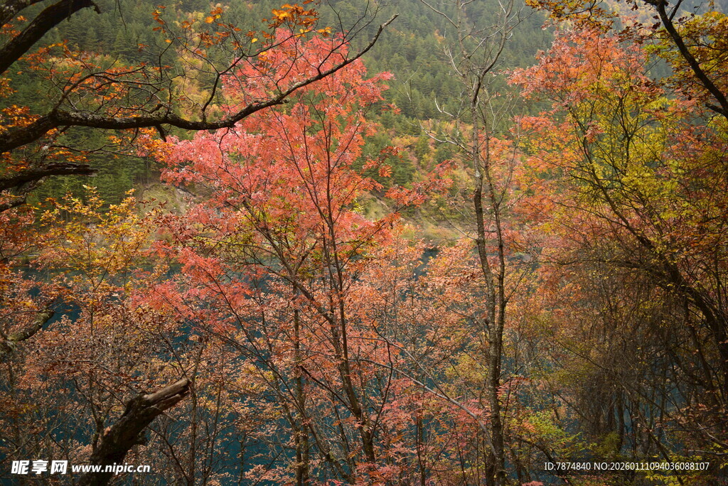 秋日山林绚烂红叶景观
