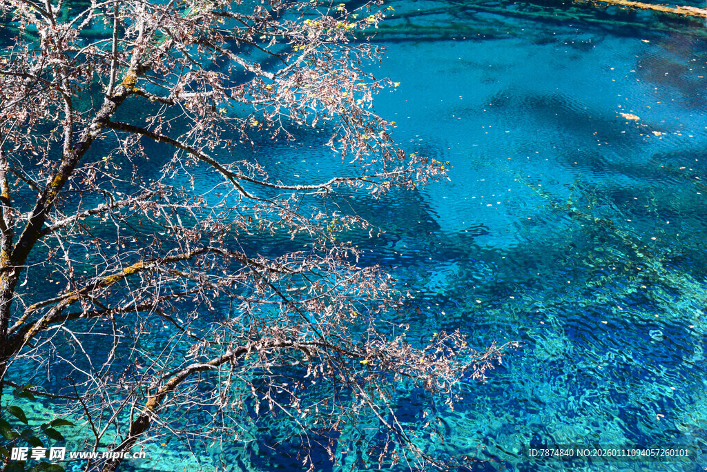 蓝湖旁绽放的绚烂花枝