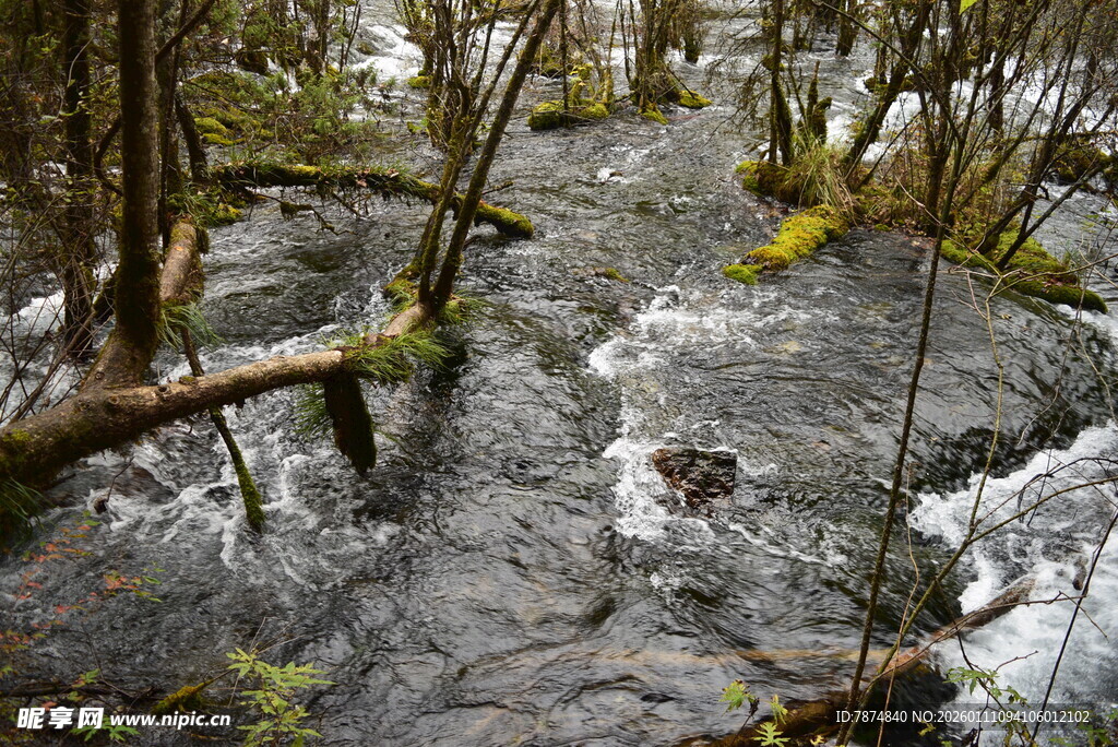 山间溪流穿林而过