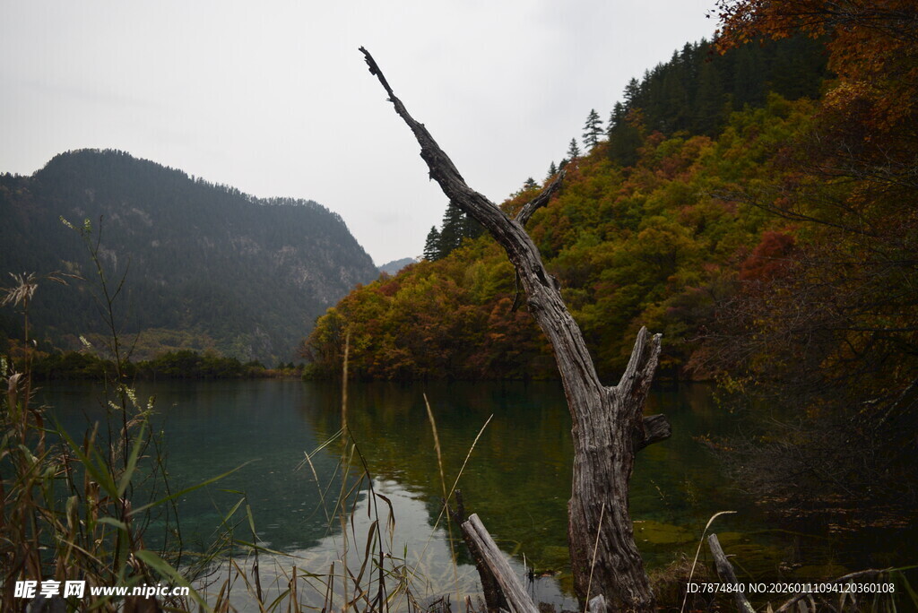 秋日湖畔枯木与山林美景