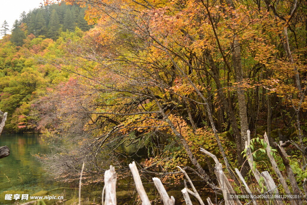 秋日林间木栅栏美景