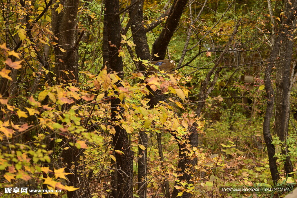 秋日林间斑斓树叶景致