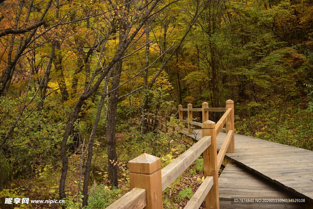 秋日林间木栈道美景