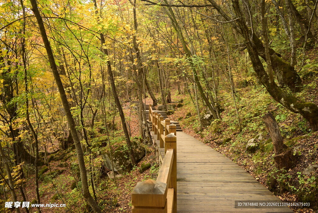 秋日林间木栈道美景