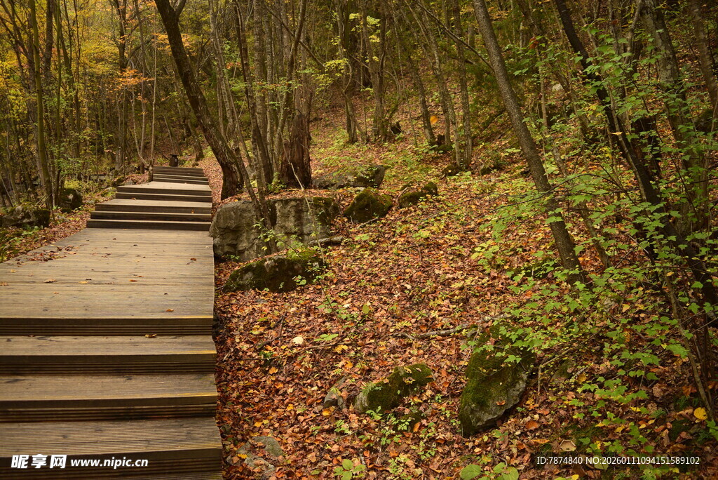 秋日林间木质步道