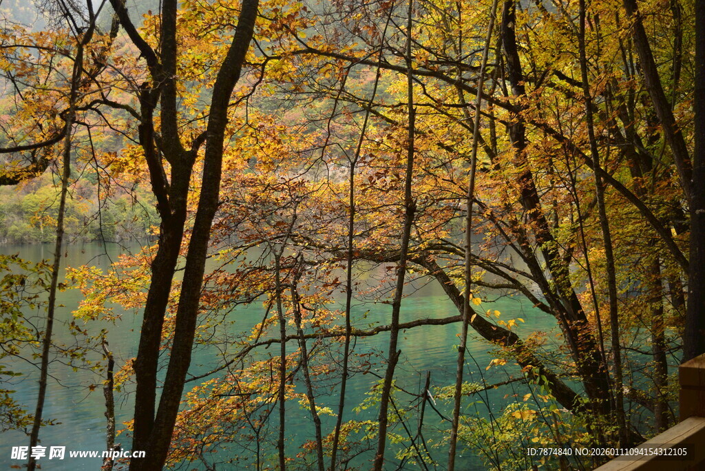 秋日湖畔树林美景
