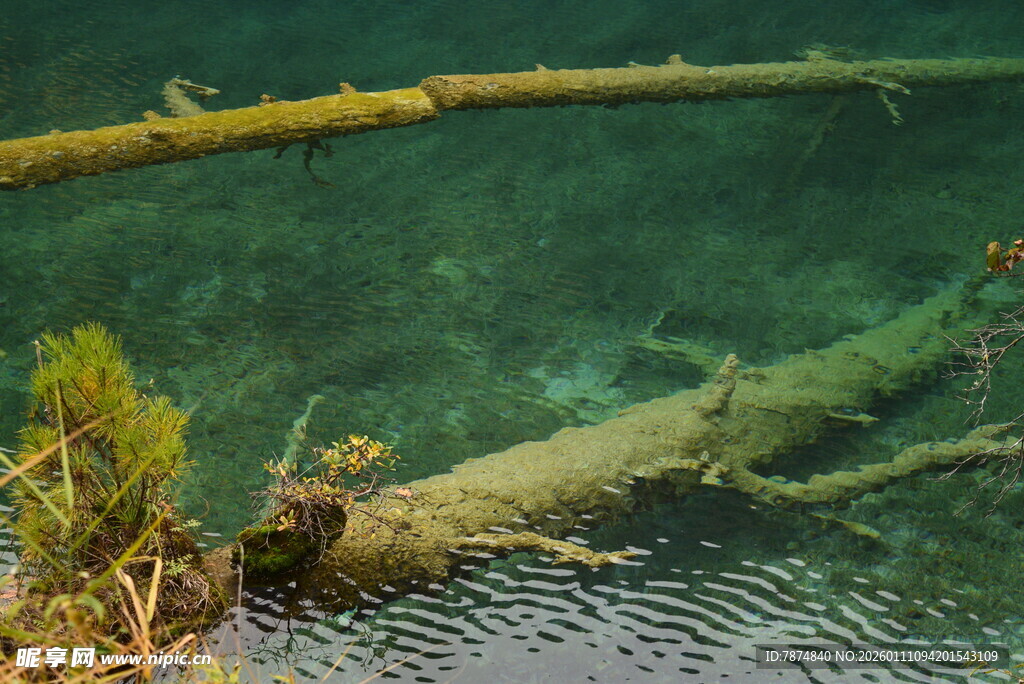 水下枯木与绿植景观