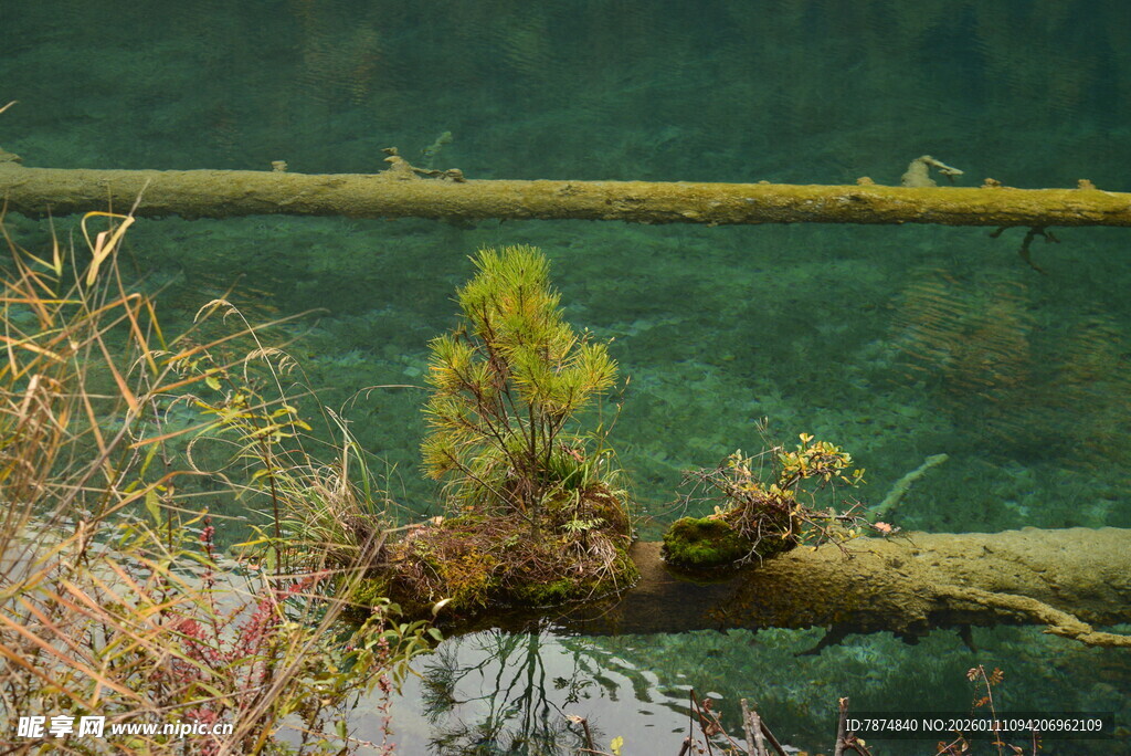 水中枯木旁的嫩绿植物