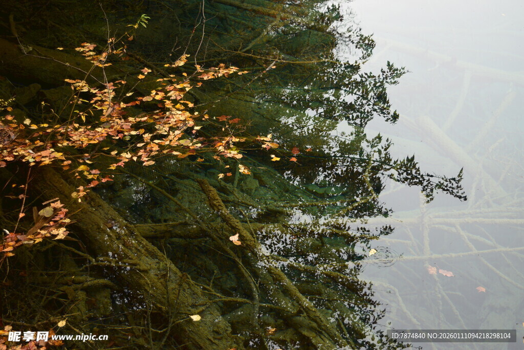 林间树枝挂着闪烁小灯