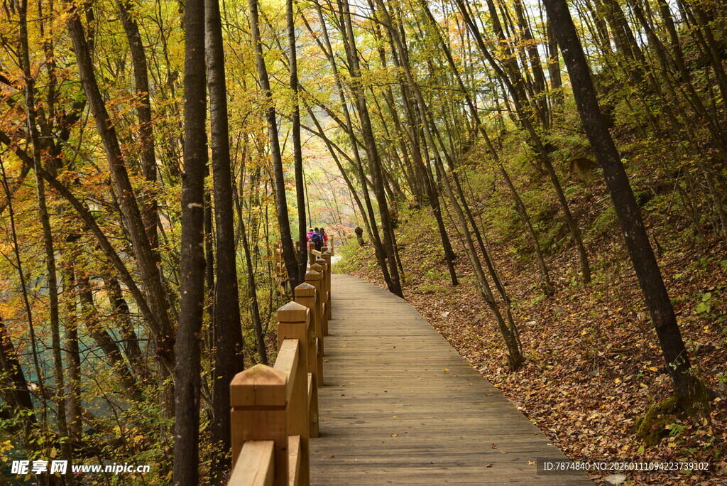 秋日林间漫步木栈道