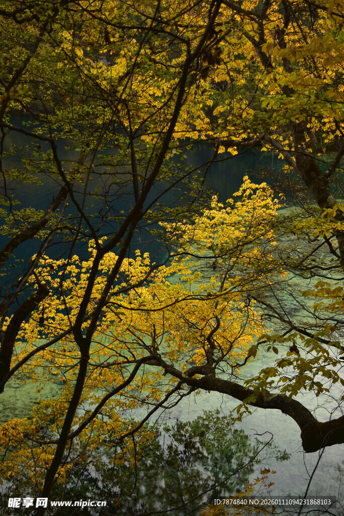 秋日湖边金黄树叶景致