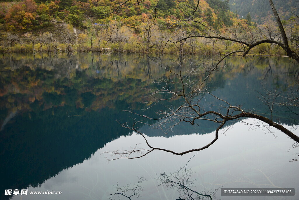 静谧湖景中的孤枝倒影