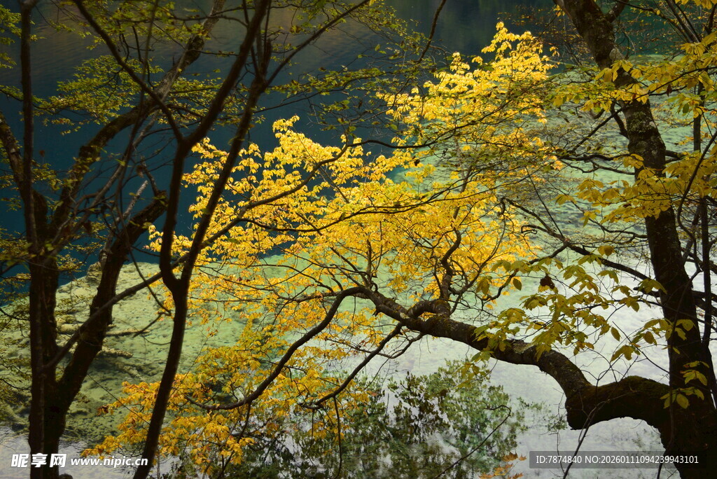 秋日金黄树枝风景图