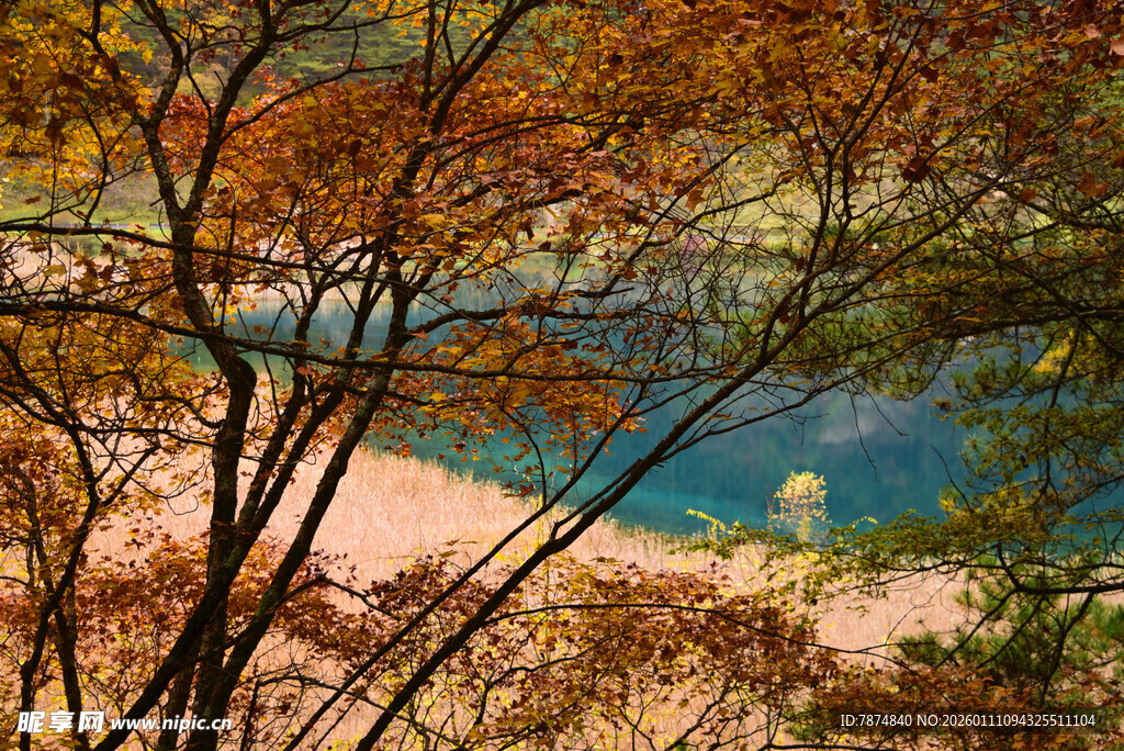 秋日湖畔斑斓树林景致