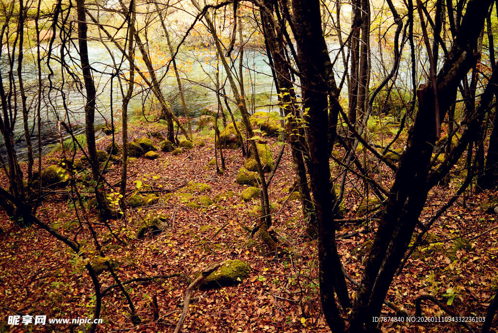 秋日林间小径的静谧景致