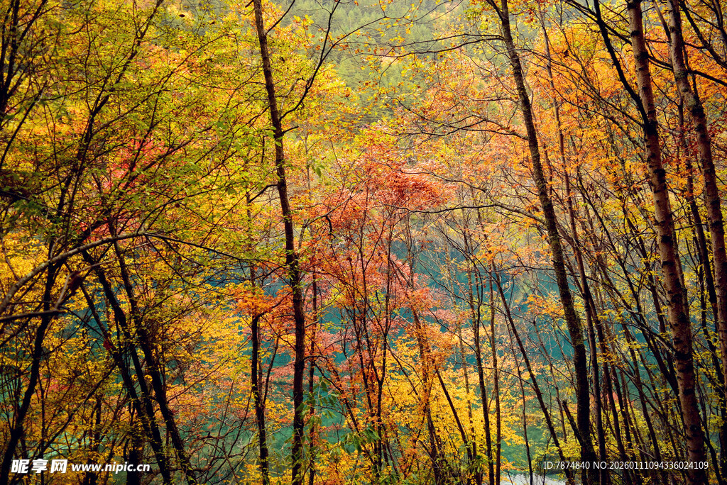 秋日斑斓树林美景