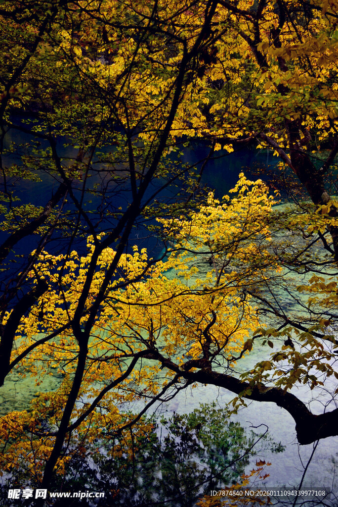 秋日金黄枝叶倒映湖面