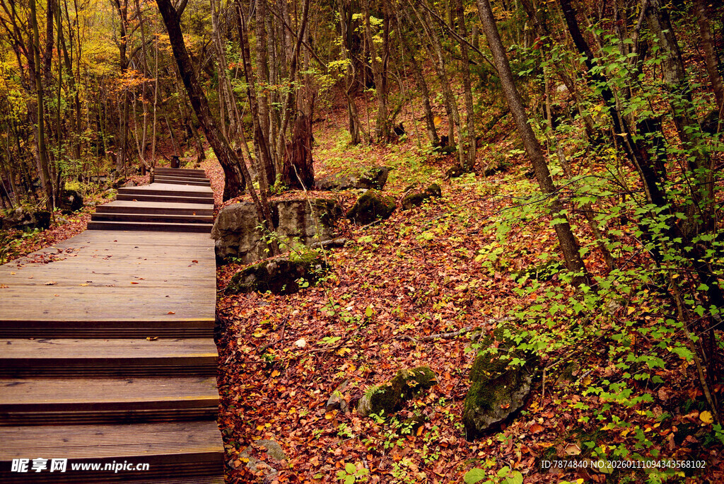 秋日林间木栈道美景