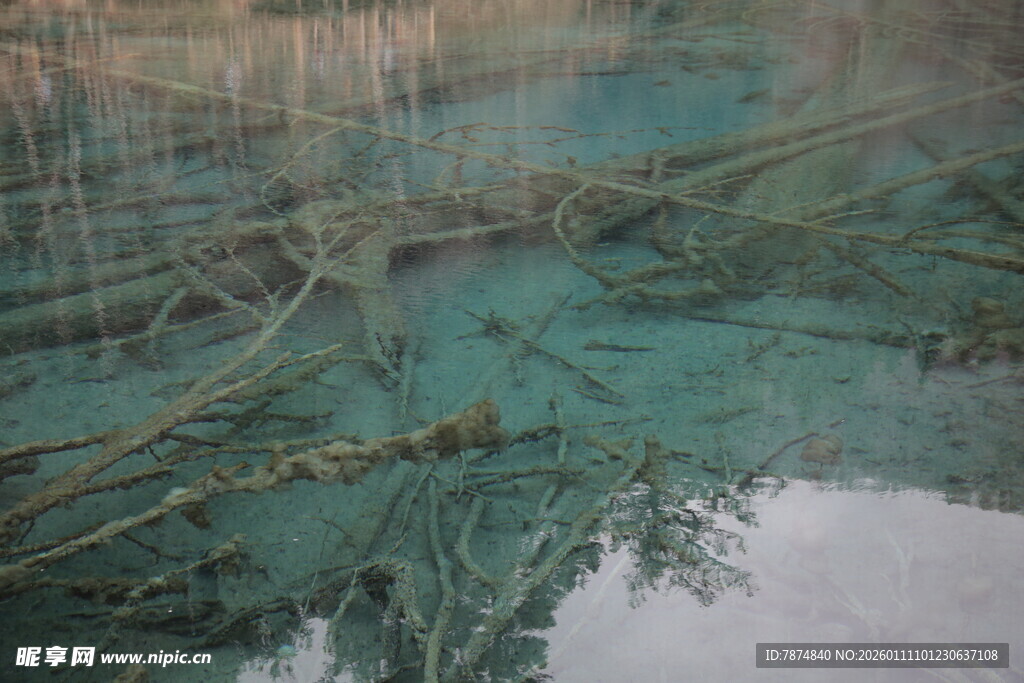 清澈湖底的枯木景象