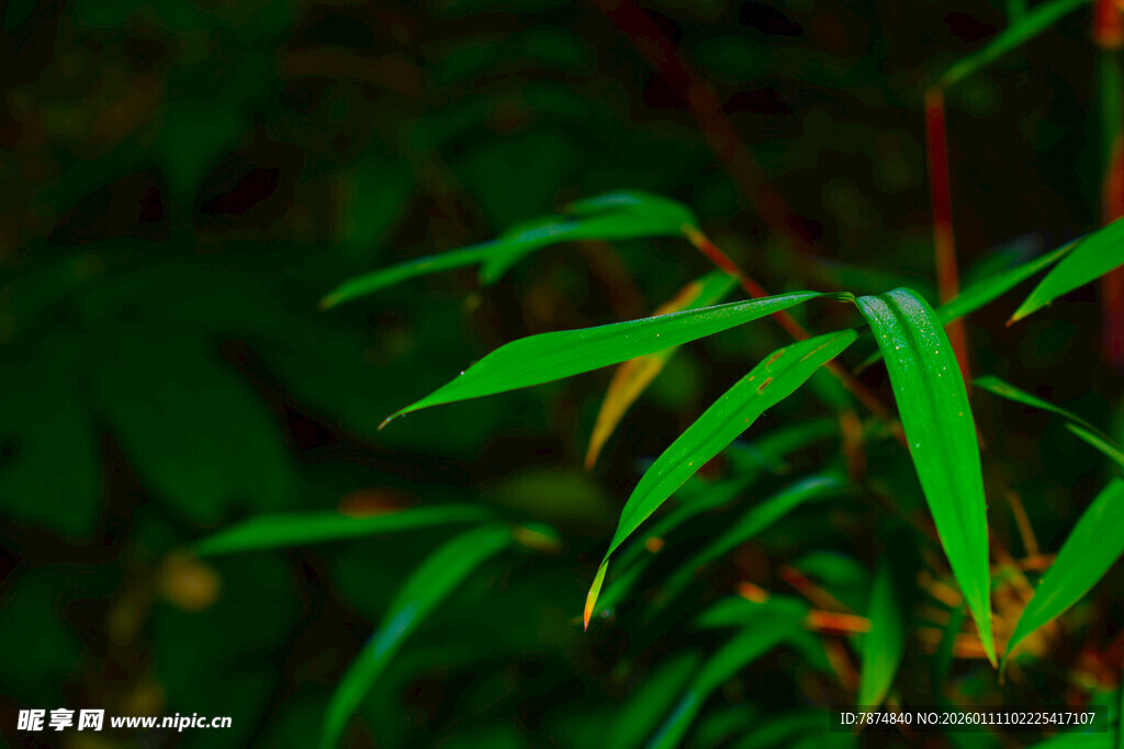 翠绿竹叶特写