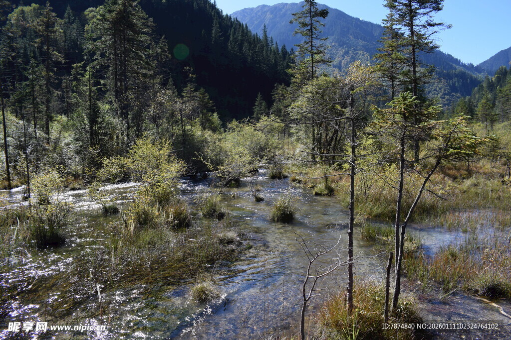 山间溪流旁的繁茂森林