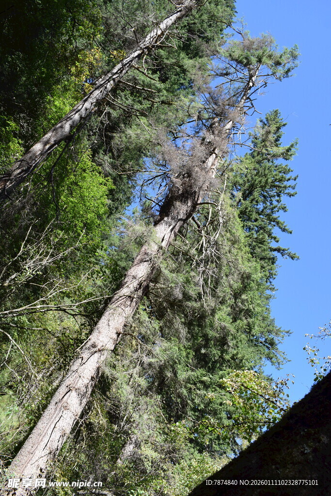 高耸入云的森林大树