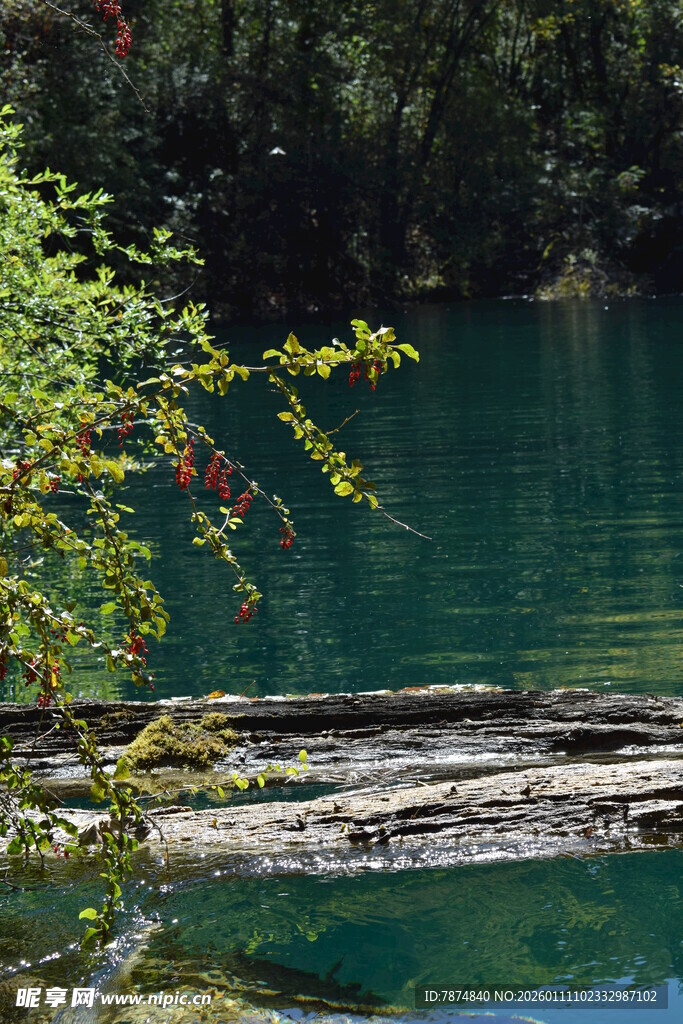 清幽湖畔绿意盎然的景致
