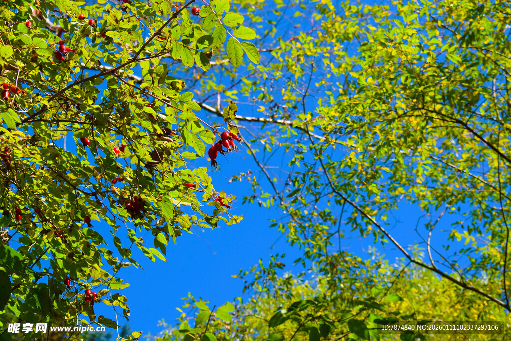 仰望秋日斑斓枝叶