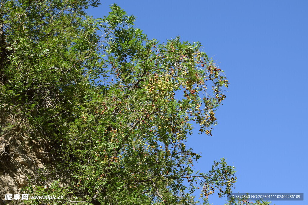 蓝天映衬下的葱郁绿树