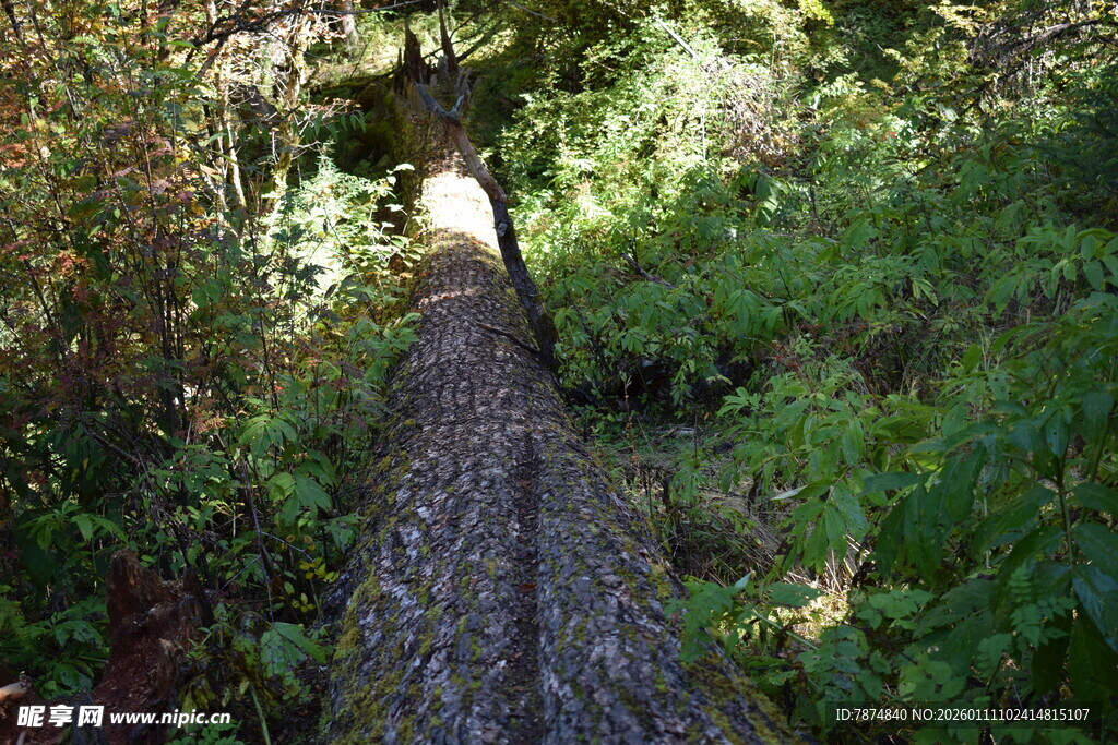 林间倒下的粗壮大树