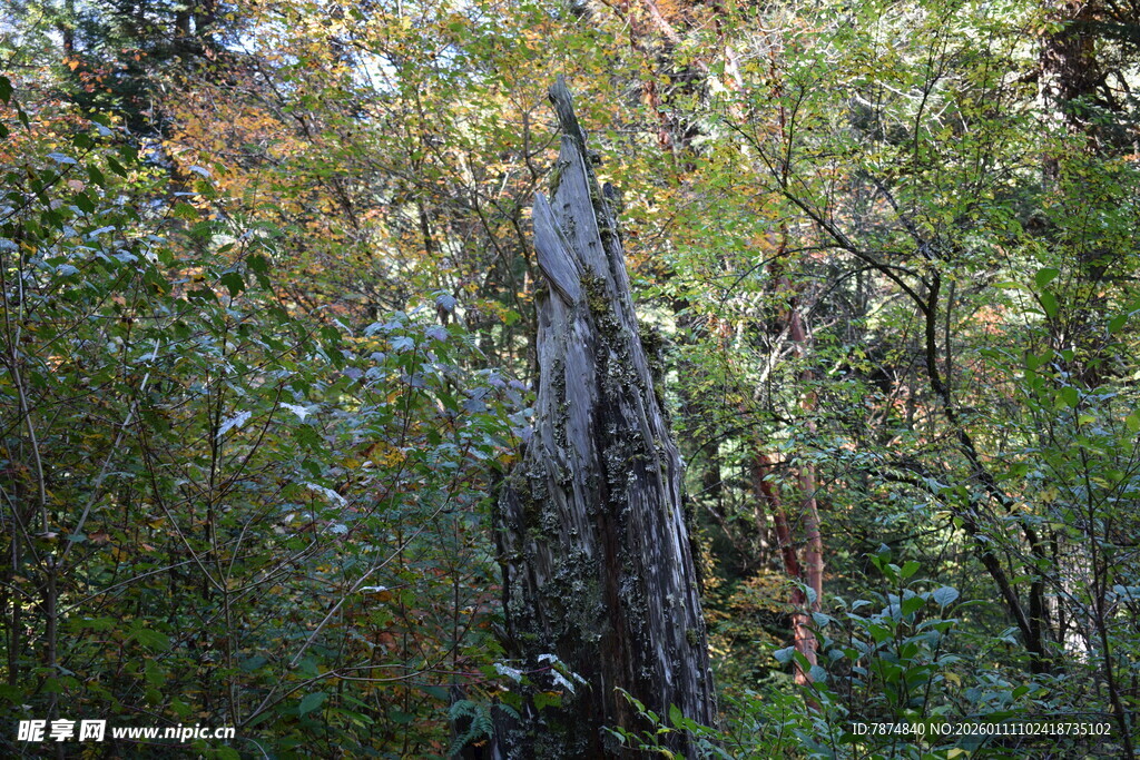 森林中枯立的古老树干