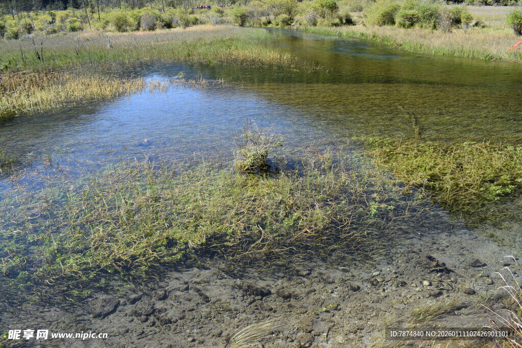 自然湿地景观小池塘