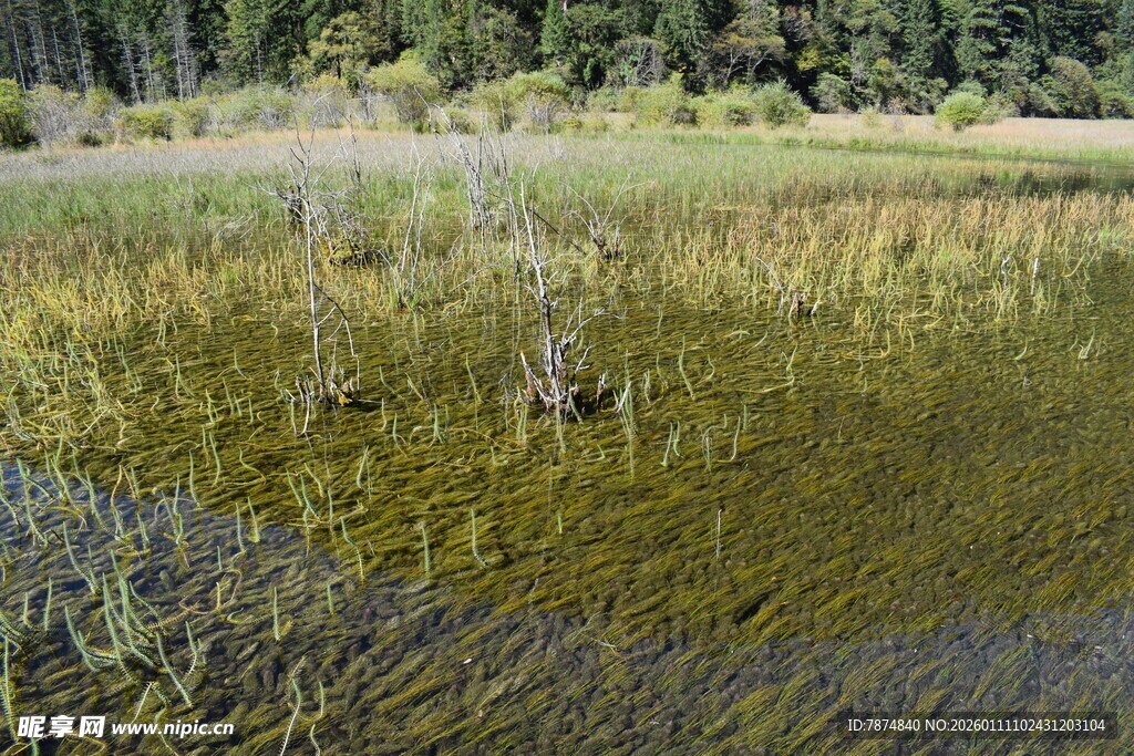 湿地景观 水草丰茂的自然地