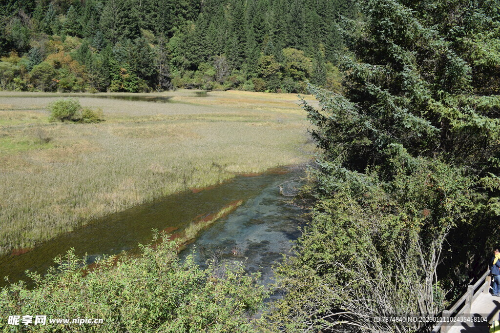 山间溪流旁的葱郁景致