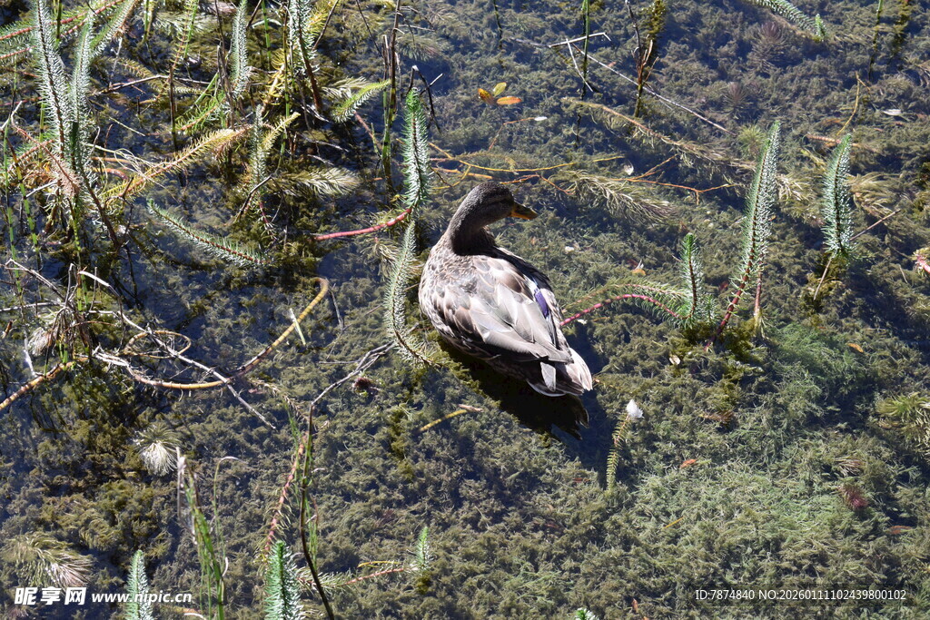 水中觅食的野生鸭子