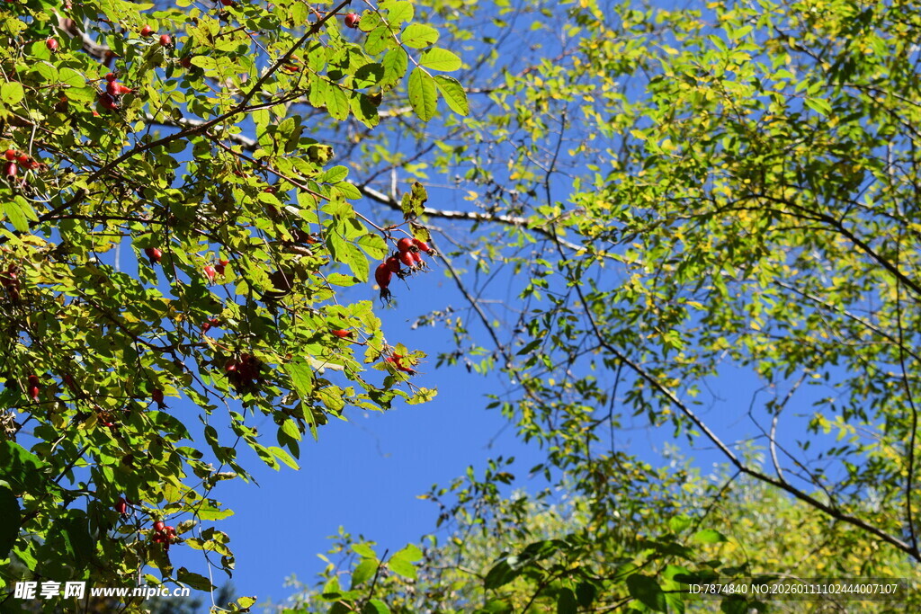 蓝天映衬下的繁茂绿树