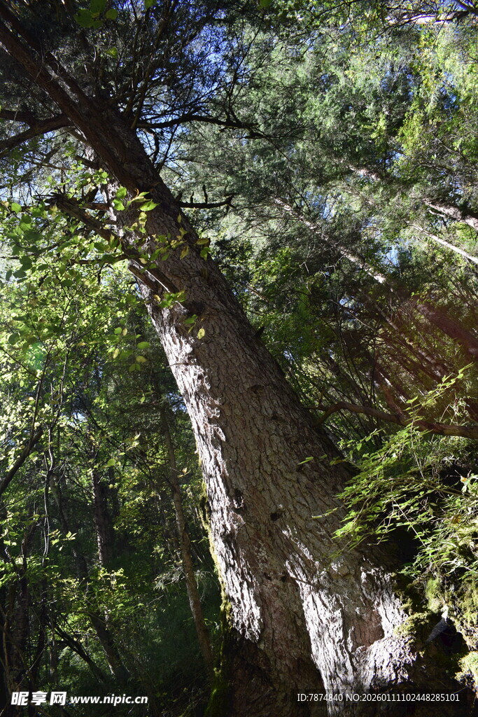 森林中倾斜的粗壮树木