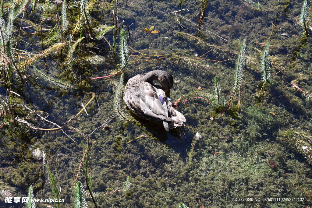 池塘中休憩的鸭子