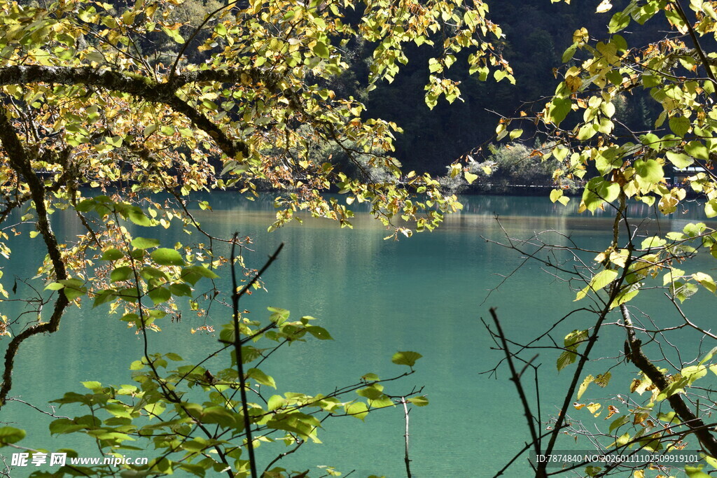 湖畔春景 枝叶掩映碧水