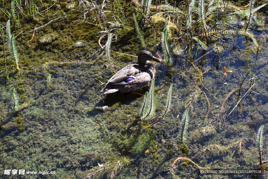水中栖息的鸟类