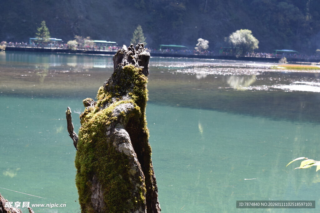 湖畔枯木 静谧自然景致