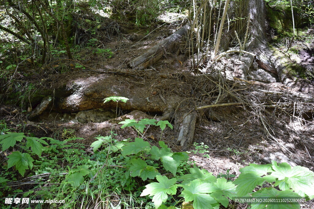 森林中盘错的树根与绿植