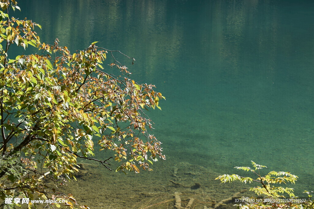 湖畔枝叶映碧水