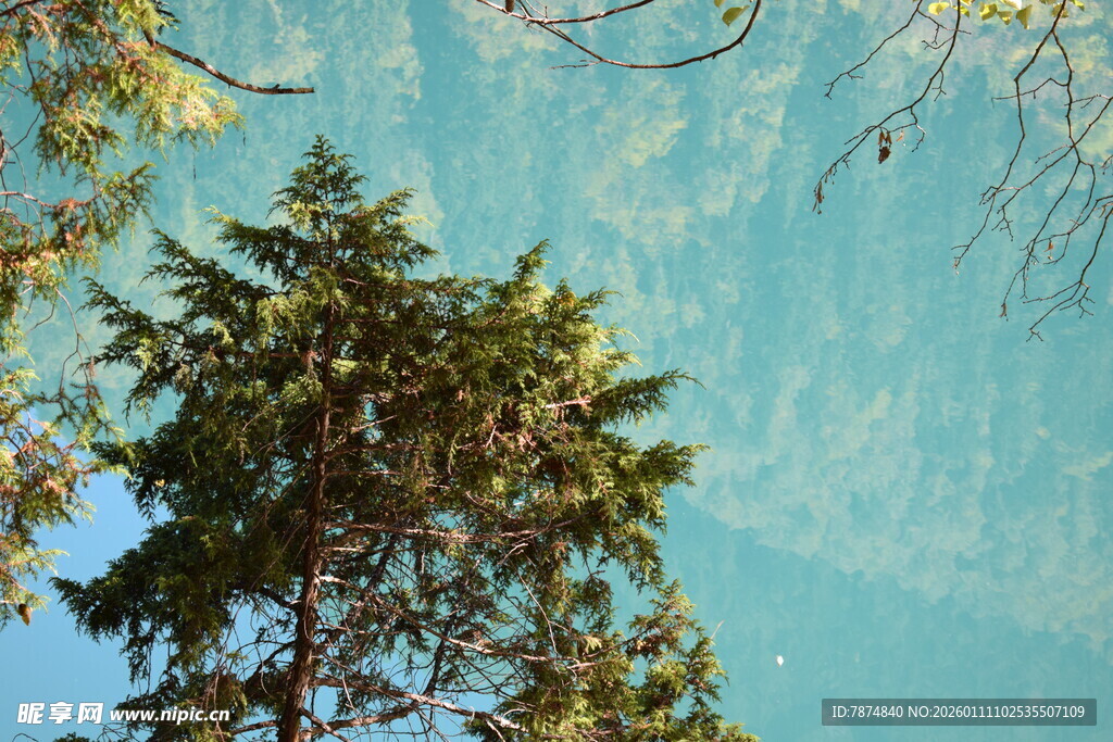 蓝天绿树自然美景