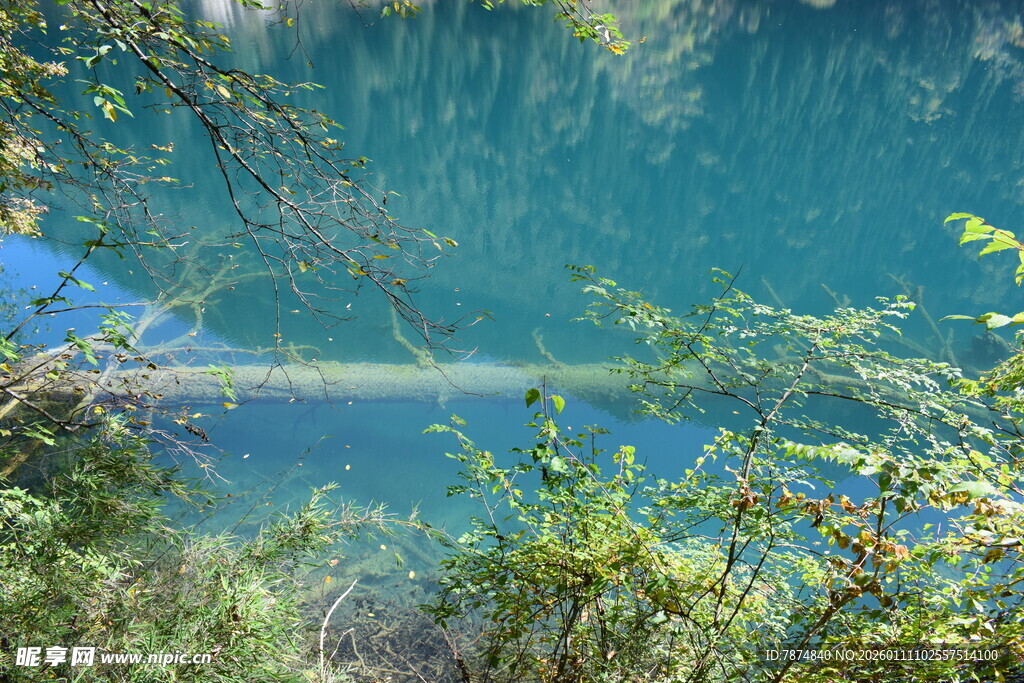清澈蓝湖旁的葱郁植被