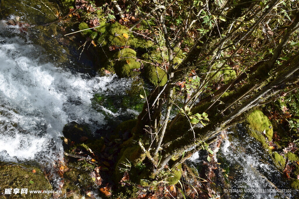 山间溪流旁的繁茂绿植